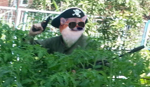 Fella Pirate.png