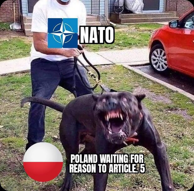 Poland Pitbull.jpeg