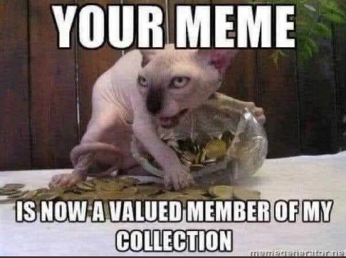 Cat Hoarding Gold Meme Steal.jpeg