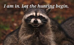 I am in, Let the Hunting Begin Raccoon.jpeg